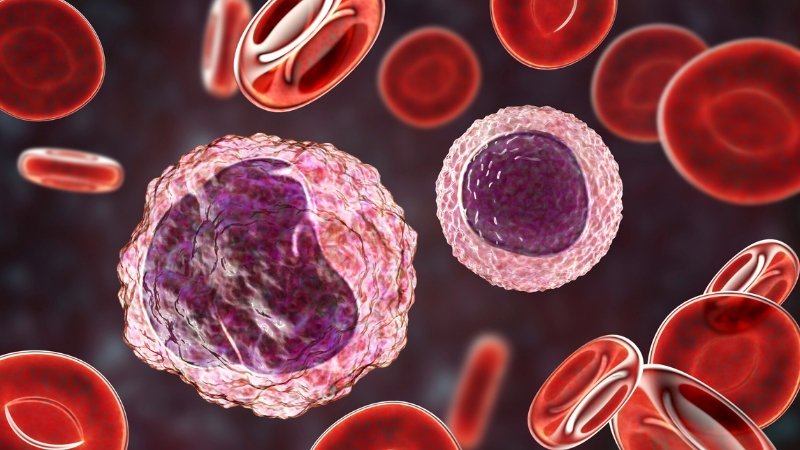Prikaz limfocita među crvenim krvnim zrncima u krvotoku